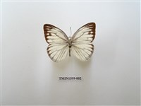 藏品(黑脈粉蝶)的圖片